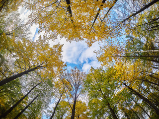 the trees in the fall from the bottom up