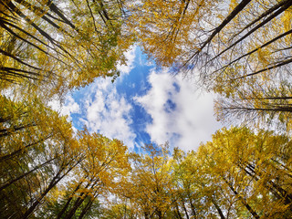 the trees in the fall from the bottom up