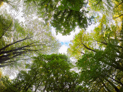 The Trees In The Fall From The Bottom Up