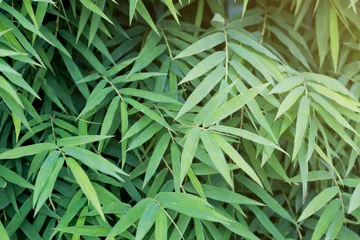 Papier Peint photo Lavable Bambou Feuilles de bambou vertes avec la lumière du soleil pour le fond