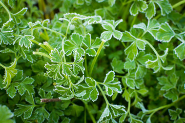 frost plants