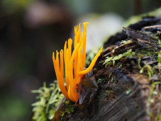 orange Ramaria flava mushroom in the forest
