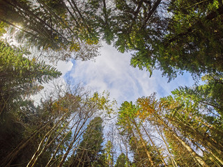 Fototapeta premium trees from the bottom up in the autumn park