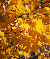 yellow maple leaves