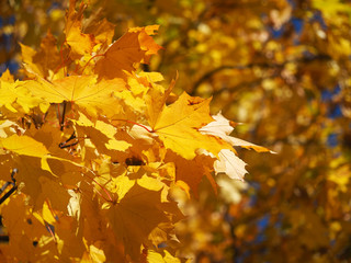Fototapeta premium yellow maple leaves