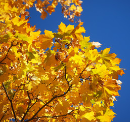 Fototapeta na wymiar yellow maple leaves
