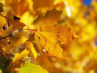yellow maple leaves
