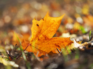 Obraz na płótnie Canvas yellow maple leaves