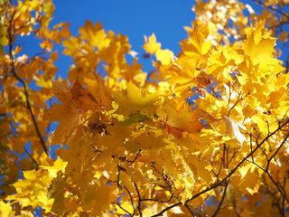 yellow maple leaves