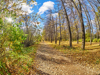 Obraz premium autumn park