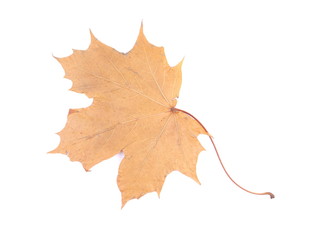 dry maple leaf on a white background