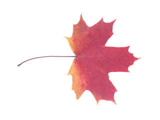 dry maple leaf on a white background