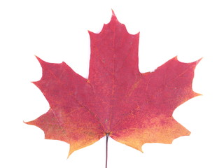 dry maple leaf on a white background