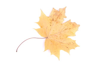 dry maple leaf on a white background