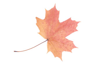 dry maple leaf on a white background