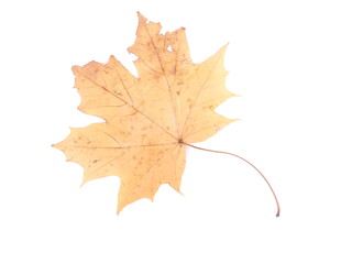 Naklejka na ściany i meble dry maple leaf on a white background