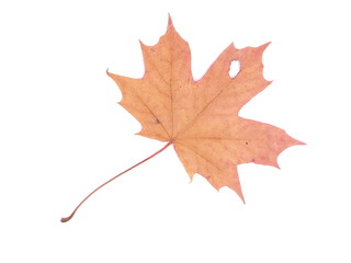 dry maple leaf on a white background