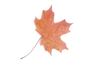 dry maple leaf on a white background