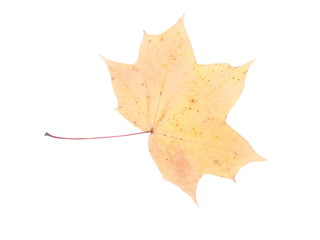 dry maple leaf on a white background