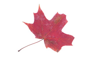 dry maple leaf on a white background