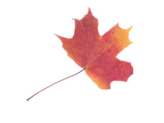 dry maple leaf on a white background