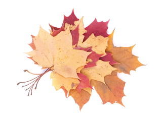 dry maple leaf on a white background