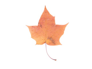 dry maple leaf on a white background