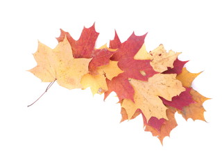 dry maple leaf on a white background