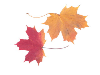 dry maple leaf on a white background