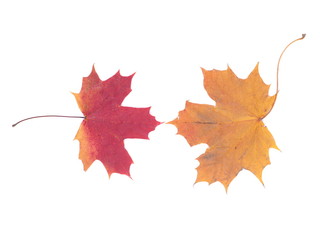 dry maple leaf on a white background