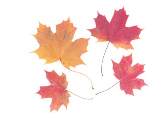 Fototapeta na wymiar dry maple leaf on a white background