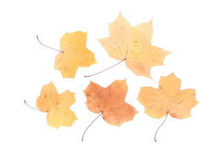 dry maple leaf on a white background