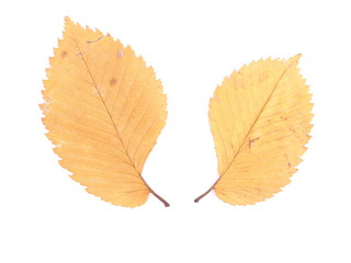 dry leaves of elm on a white background