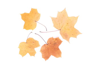 dry maple leaf on a white background