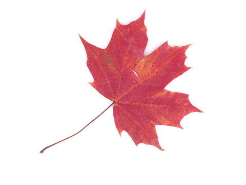 dry maple leaf on a white background