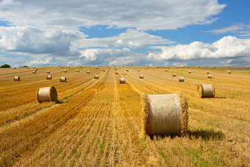 Fototapeta premium Bales of Straw in Endless Stubble Field during Harvest, Summer Landscape under Blue Sky