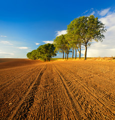 Row of Poplar Trees besides Plowed Field in the Warm Light of the Setting Sun