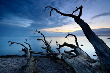 Driftwood on the Beach at Sunset, Rugen Island, Germany
