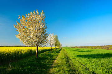 Fototapeta na wymiar Cherry Trees in Full Bloom along Fields of Wheat and Oilseed Rape in Spring Landscape under Blue Sky