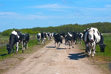 Cows on the village road