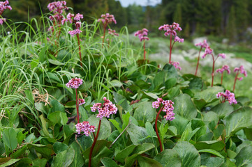Bergenia cordifolia (Bergenia crassifolia, the badan, Siberian t