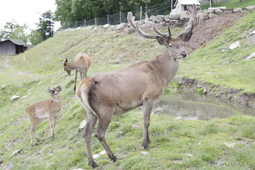 Several red deer (Cervus elaphus)