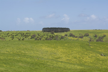Fototapeta na wymiar Field of Yellow Daisies and Line of Pine Trees, Fleurieu Peninsula