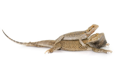 Pogona vitticeps in studio