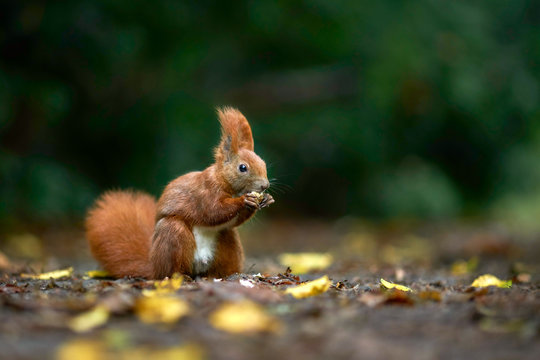 Eichhörnchen im Herbst im Park beim Nüsse knacken
