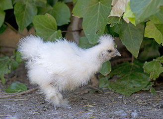 young silkie chicken