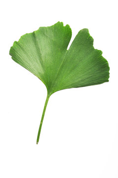 Ginkgo Biloba