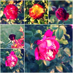 Collage of beautiful roses in rosegarden