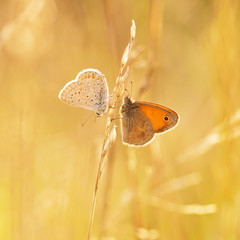 Two Butterflies on blade of grass