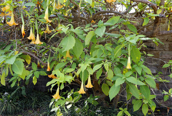 Yellow brugmansia named angels trumpet or Datura flower